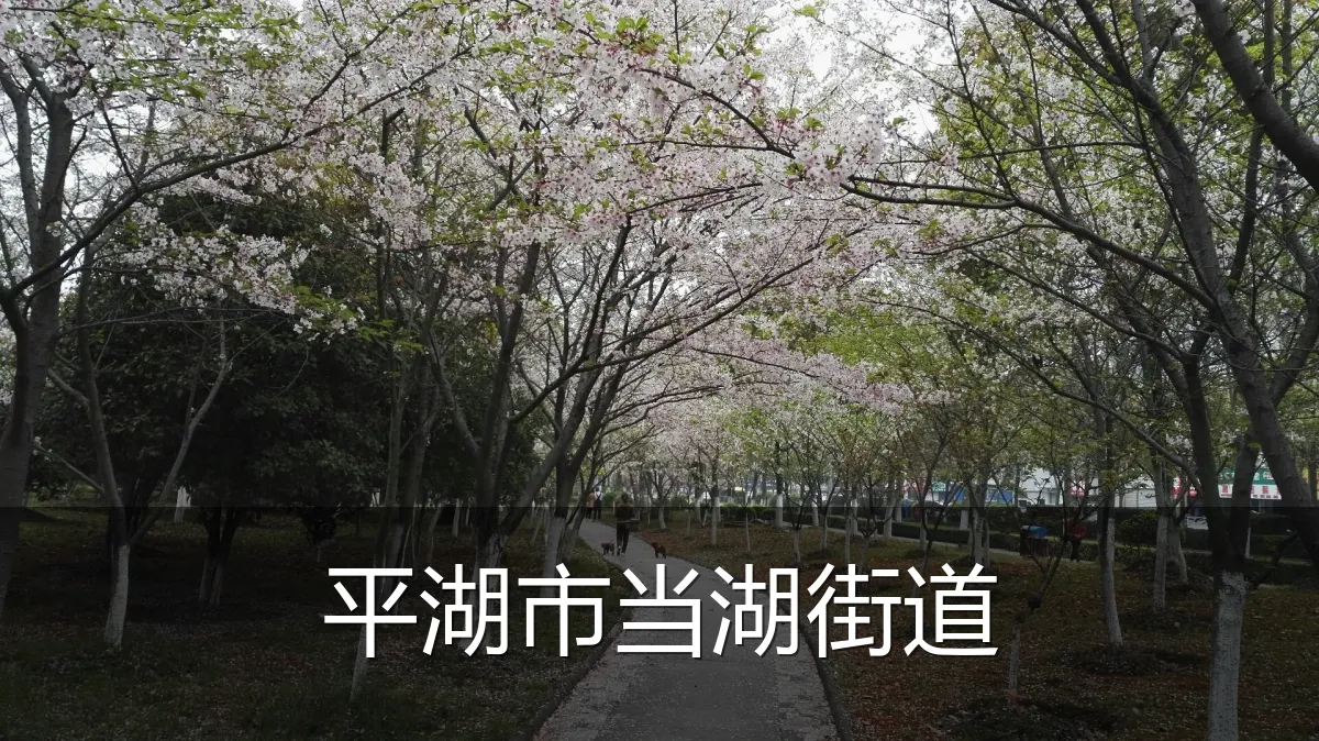 平湖市当湖街道